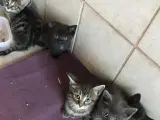 Nysgerrig kattekillinger
