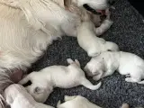 Golden Retriever hvalpe - 3