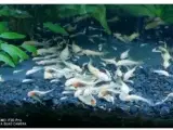 Albino ancistrus, 100+ stk.