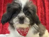 Rejseklar Shih tzu-mor/ Coton de Tulear-far - 3