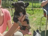 Pomchi og chihuahua  - 2