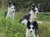 Chinese crested Powder puff / Bordercollie 