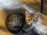 Kattekilling 
