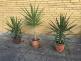 Yucca palmer