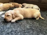 Golden Retriever - 4