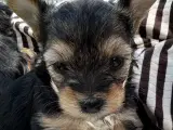 Yorkshire Terrier Hvalp - 4