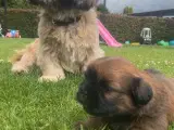 Hundehvalpe- shizu/lhasa apso blanding. - 5