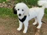 cockerdoodle, cockerpoo, doodle, cockapoo - 5