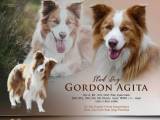 Border collie  CHAMPION FCI POLEN