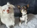 Chihuahua/pekingeser hvalp (Pumba) Søger nyt hjem!