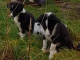 Border Collie Hvalpe - 4