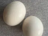Strudse æg