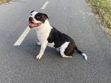 Staffordshire Bull terrie.  - 3