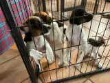 Dansk Svensk gårdhundehvalpe
