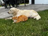 Golden Retriever - 5