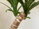 Yuccapalme palme