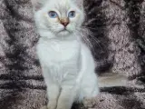 Ragdolls kittens - 2