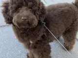 Cavapoo hvalpe - 3