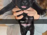 Hvalpe cane corso/ presa Canario  - 3