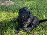 Labradoodle hvalpe rejseklare 15/6 - 2