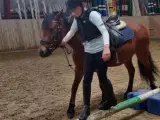 2èr pony Mr. Brown - 2