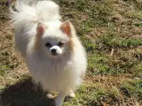Pomchi og chihuahua  - 4