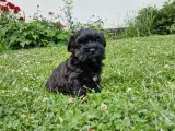 Bichon Havanais hvalpe. - 2