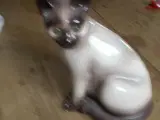 fin Siameser kat i porcelæn!