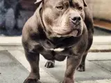 American bully hvalp - 4