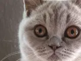 British Shorthair Killinger  - 3