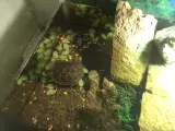 Stribet kinesisk sumpskildpadde (mauremysreevesii) - 3