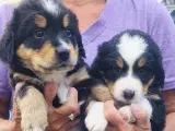 "Mini Berner Sennen" - 4