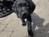 Labrador Formel 1 - 3