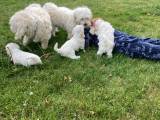 Havamalt hundehvalp - 2