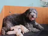 Labradoodle hvalpe  - 2