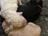 Cockapoo  - 5