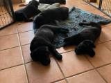 Labradorhvalpe klar til afrejse 