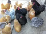 Varmefrie kyllinger sælges