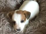 Jack Russel  hvalpe med stamtale.