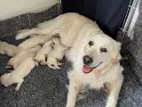 Golden Retriever hvalpe - 2