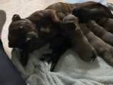Staffordshire bull terier - 4