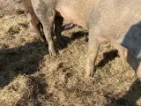 DRÆGTIG SØ HALV DUROC OG HALV GAMMEL LANDRACEGRIS - 2