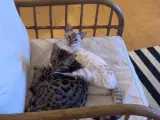 2 bengalske killinger søger sammen nyt hjem