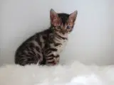 Fine og dejlige Bengal Killinger - 2