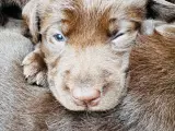 Brune labrador hvalpe kr. 10.000 - 2