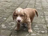 FT Cockerspaniel hvalpe. - 3