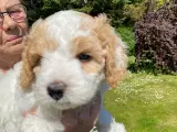 cockerpoo hvalpe - 2