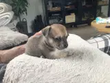 Chihuahua hvalpe til salg - 5