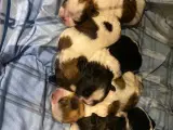 Ægte shi tzu hvalpe uden tavle 