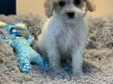 Mini Maltipoo er helt rejseklar nu  - 5